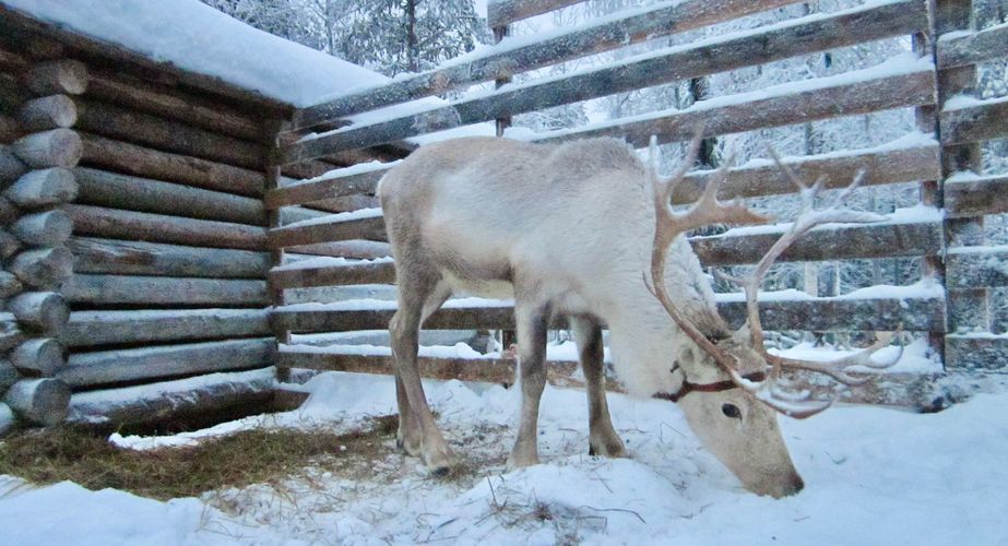Excursie bezoek aan rendierboerderij